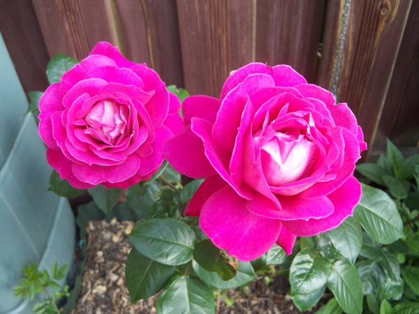 Bloemen