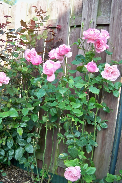 Rozen Queen Elisabeth