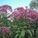Eupatorium