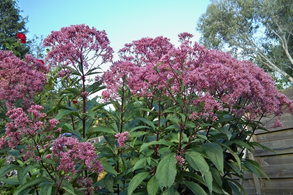 Bloemen