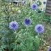 Kogeldistel