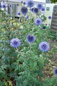 Kogeldistel