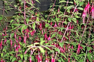 Fuchsia