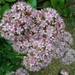 Sedum
