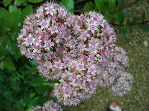 Sedum