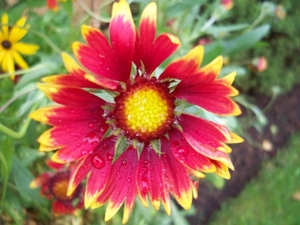Gaillardia