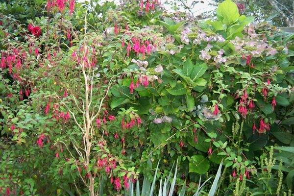 bloemen