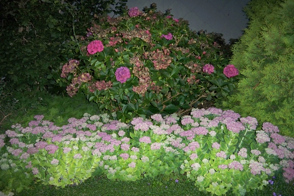 bloemen