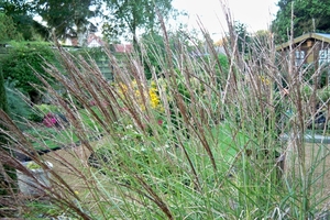 Miscanthus Siergras