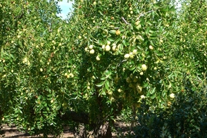 fietsvakantie Provence 030