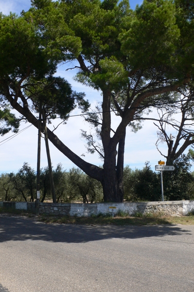 fietsvakantie Provence 091