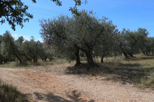 fietsvakantie Provence 094