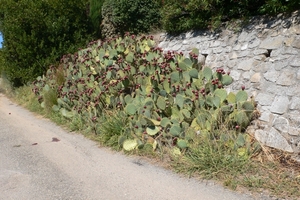 fietsvakantie Provence 098