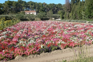 fietsvakantie Provence 157