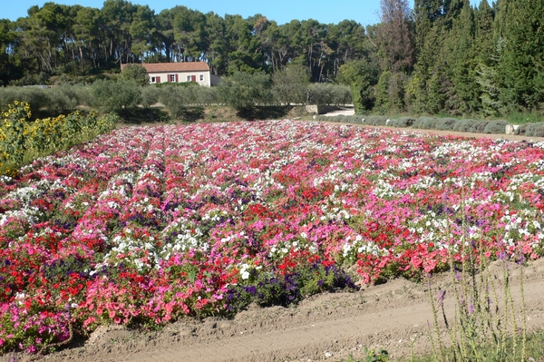 fietsvakantie Provence 157