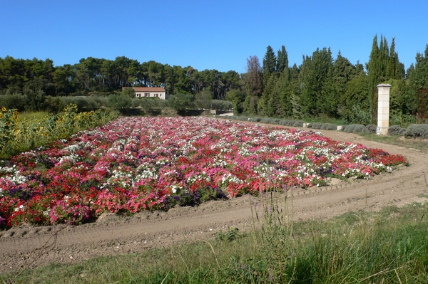 fietsvakantie Provence 158