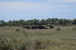 fietsvakantie Provence 187