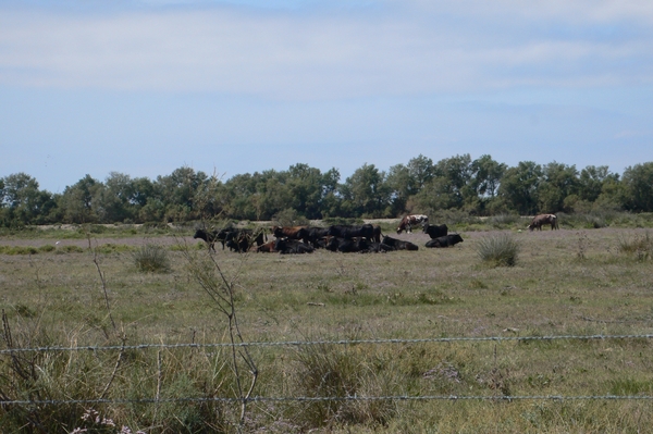 fietsvakantie Provence 187