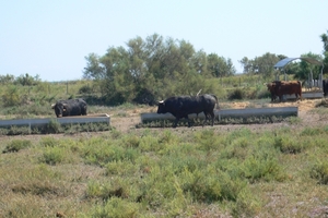 fietsvakantie Provence 188