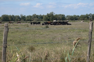 fietsvakantie Provence 190