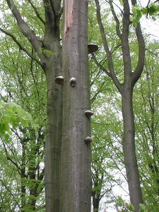 elfenbankjes