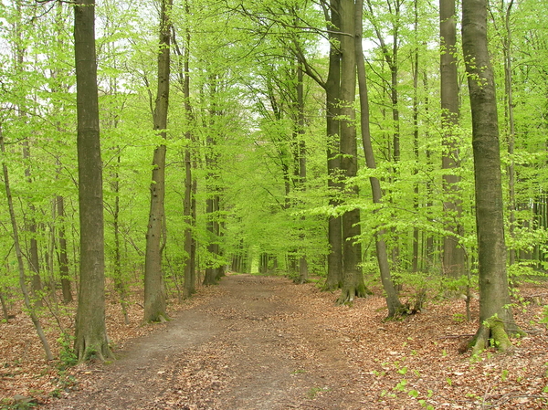 lentefris