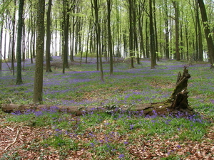 lente in brakelbos