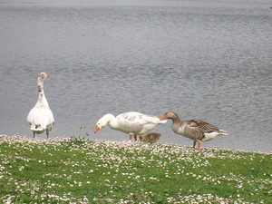 ganzenfamilie