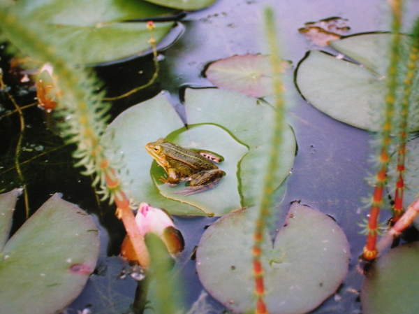 groene kikker