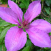 clematis