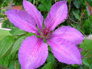 clematis