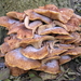 herfst in het bos