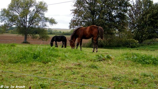 marche wandeling adeps berzee