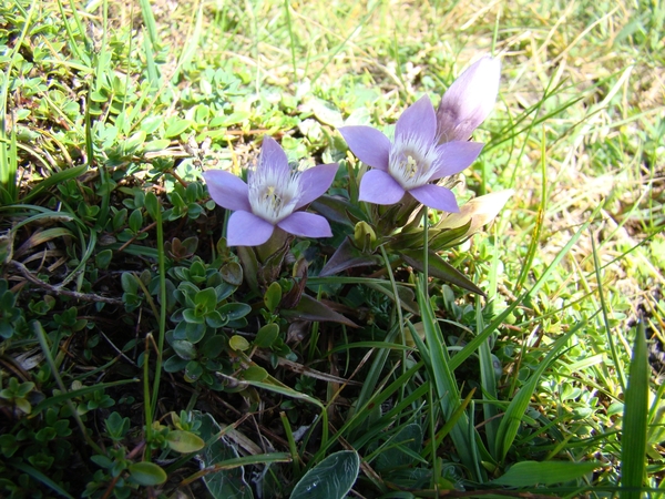 DSC04524