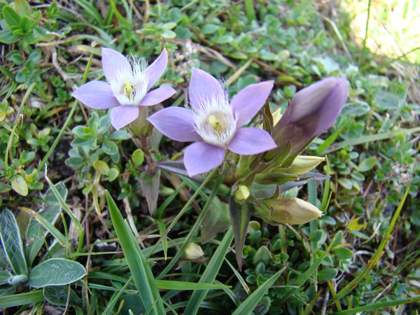 DSC04525