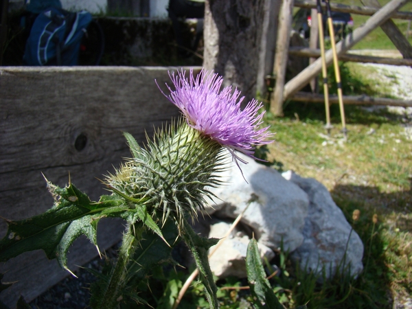 DSC04533