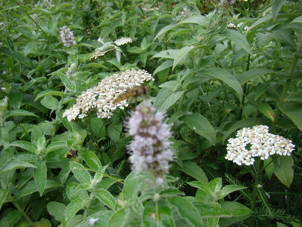 DSC04550