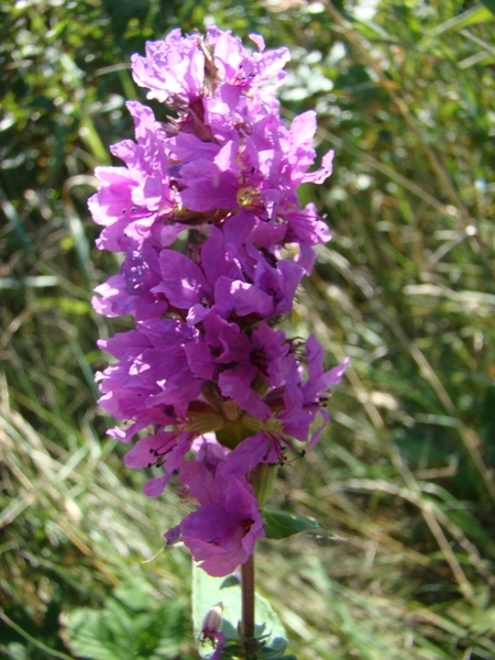 DSC04600