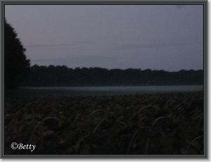 De mist die over de weiden kwam te hangen.