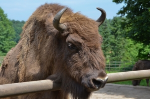 Wildpark Hanstedt-Nindorf