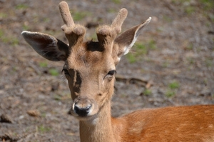 Wildpark Hanstedt-Nindorf