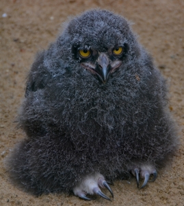 Wildpark Hanstedt-Nindorf