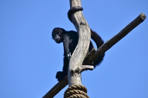 Zoo van Kristiansand