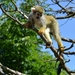 Zoo van Kristiansand