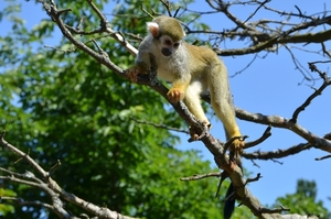 Zoo van Kristiansand