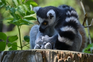 Zoo van Kristiansand