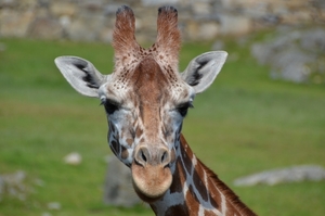 Zoo van Kristiansand