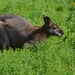 Zoo van Kristiansand