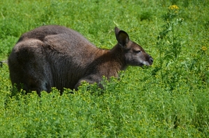 Zoo van Kristiansand