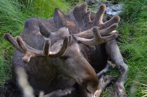 Zoo van Kristiansand